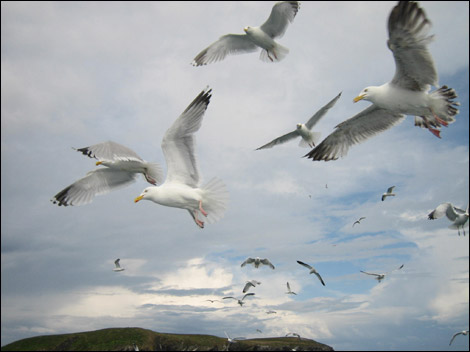 Seagulls